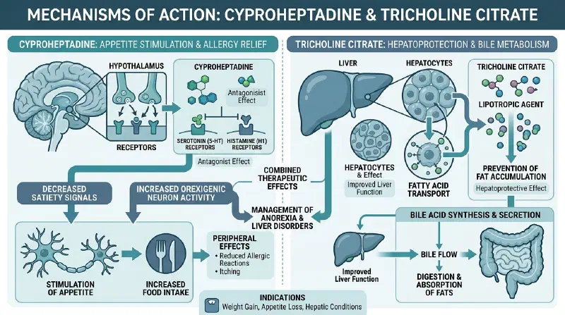 Mechanisms of Action: Cyproheptadine & Tricholine Citrate