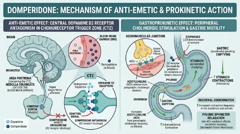 Domperidone: Mechanism of Anti-Emetic and Prokinetic Action
